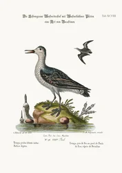 Die graue Kootfuß-Tringa, 1749-73